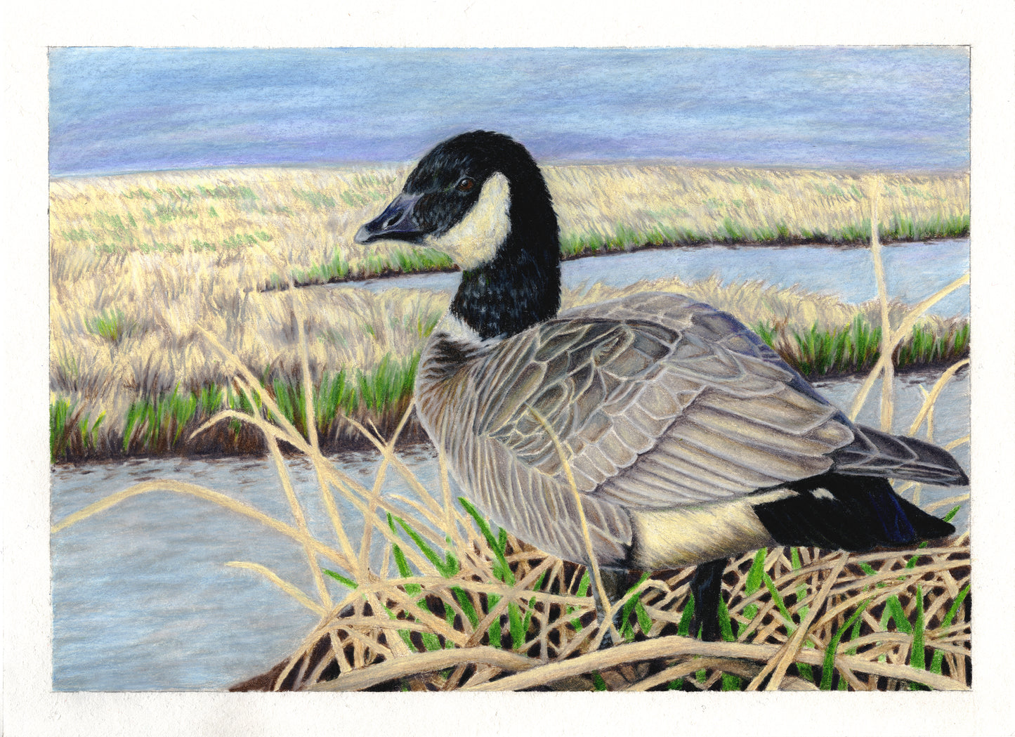 Cackling Goose- Giclee Print