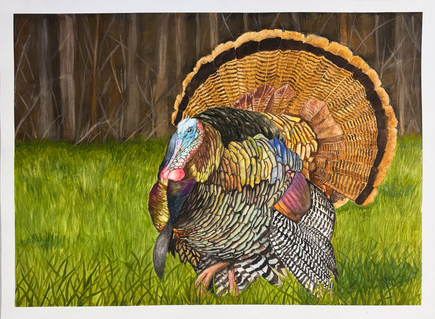 Wild Turkey in Spring