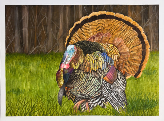 Wild Turkey in Spring