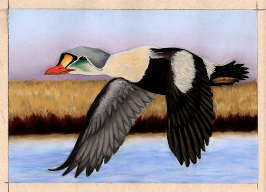 King Eider in Flight