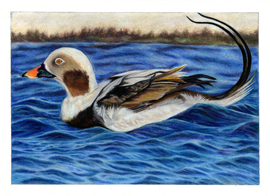 Long Tailed Duck